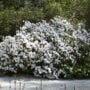 Azalea – Delaware Valley White – #3 Container
